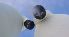 Dupla de pinguins-imperadores fazem