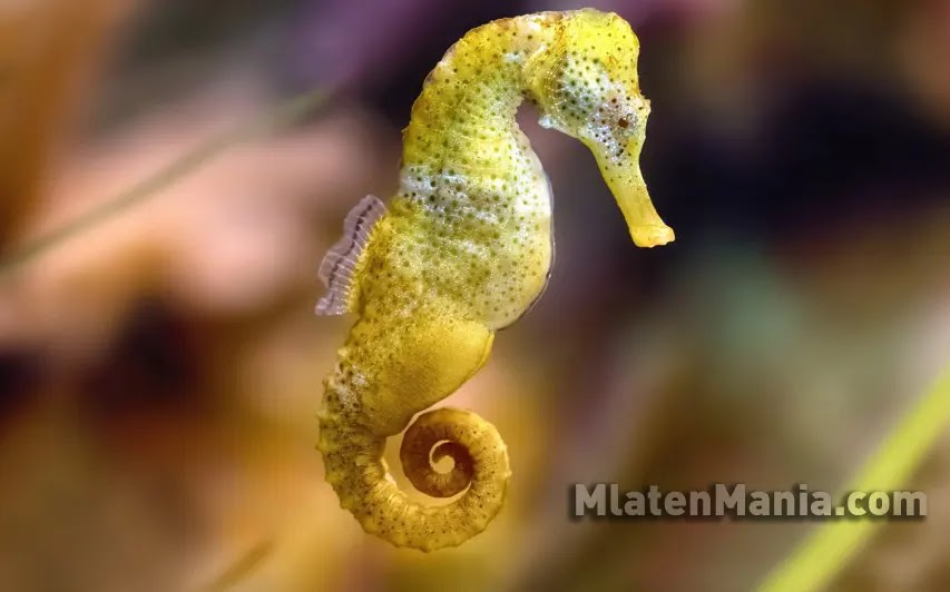 Mengenal Lebih Dekat Kuda Laut