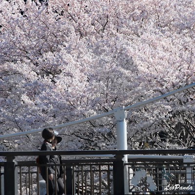 桜前線のふしぎ