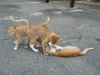 3匹の茶トラ子猫