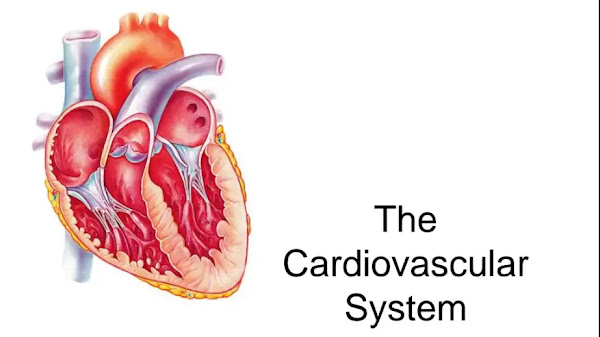 The Cardiovascular System PDF | PPT