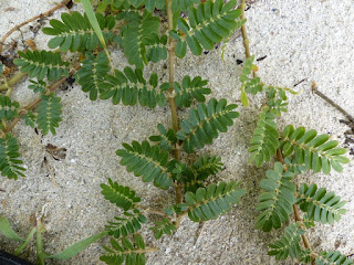 Tribule terrestre - Croix-de-Malte - Tribulus terrestris