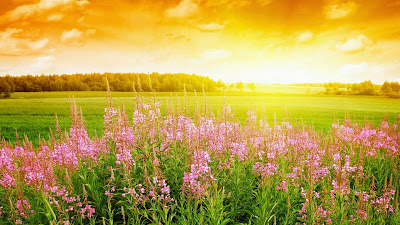 summer flowers in full bloom