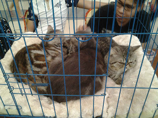 Cat show Batam