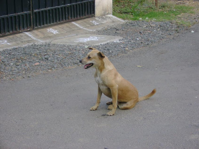 Street Dog