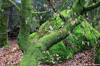 50 nuance de green, Forêt de Fontainebleau