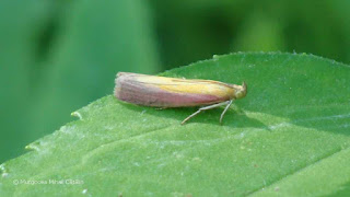 Oncocera semirubella DSC161395