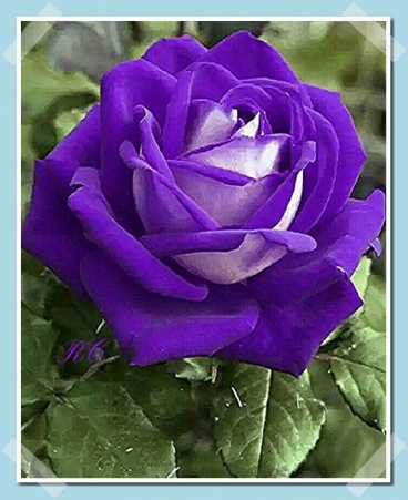 বেগুনী গোলাপ ফুলের ছবি - Picture of purple rose flower