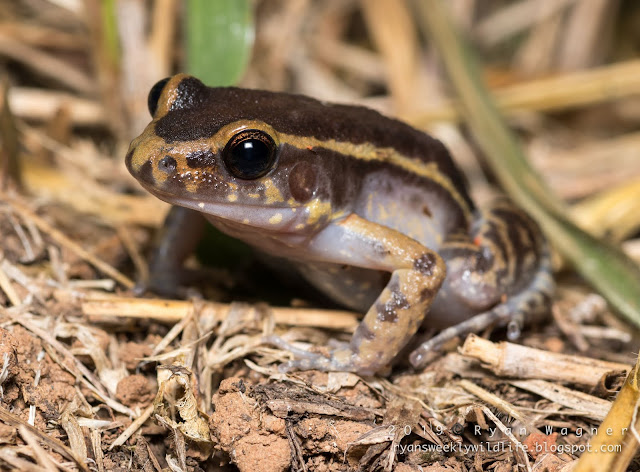 Herping in the Amazon