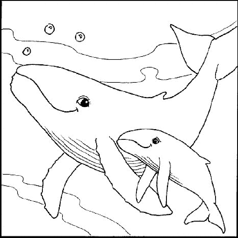 Sea Animal Coloring Pages