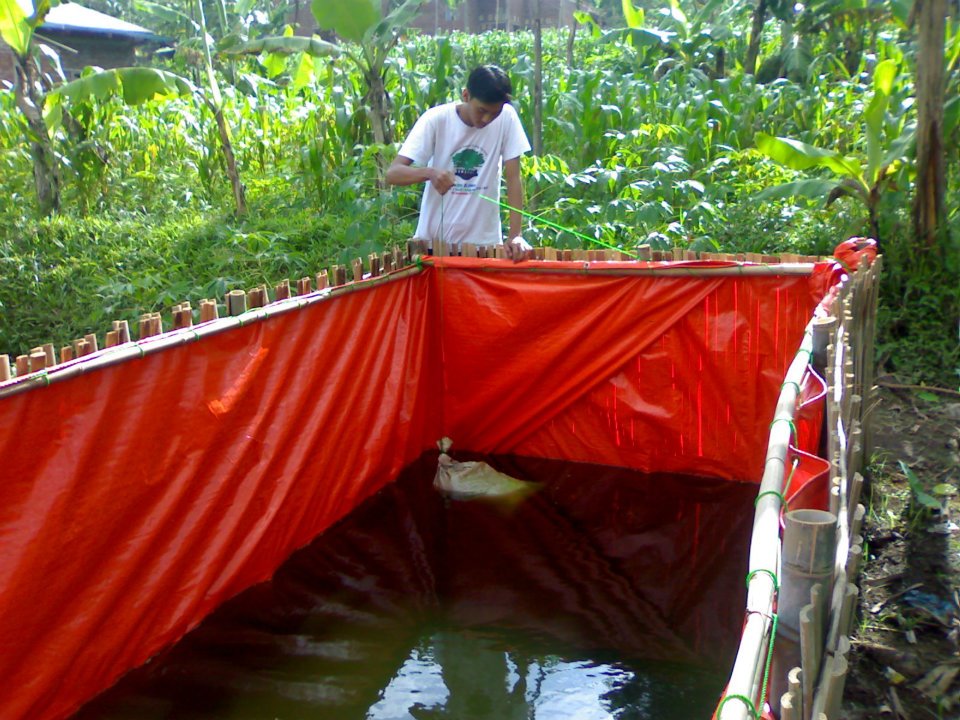 Mengapa Menggunakan Kolam Terpal? - Komunitas Budidaya 