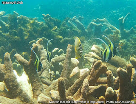 Moorish Idol and Butterflyfish from Waigeo island