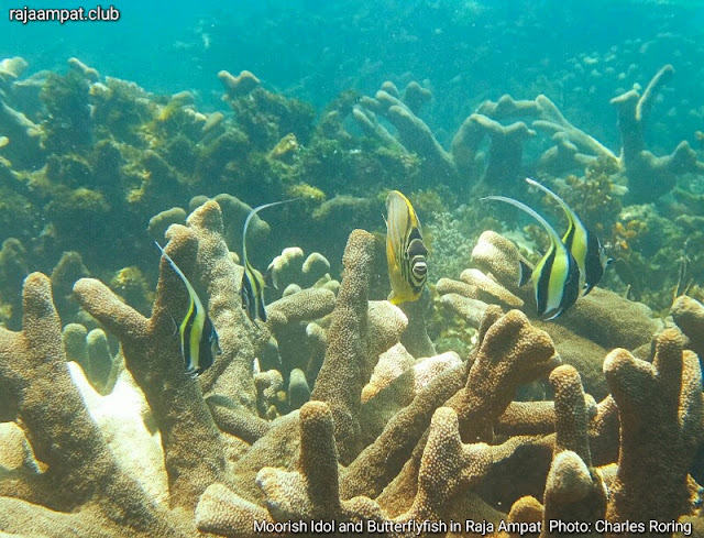 Moorish Idol and Butterflyfish from Waigeo island