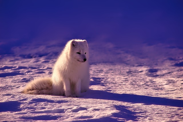 Arctic fox facts and information