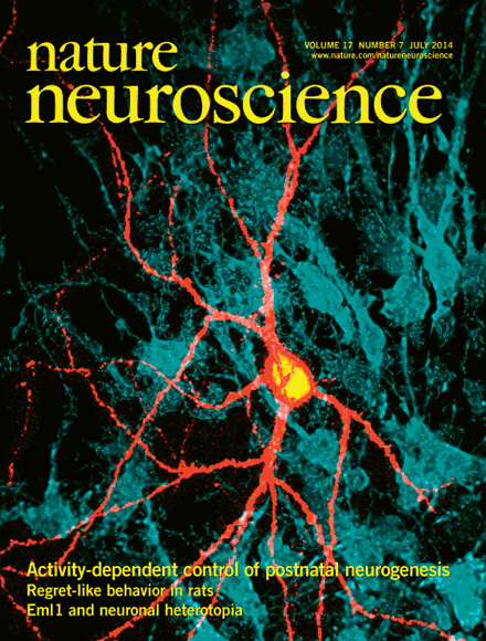 ChAT me up: how neurons control stem cells