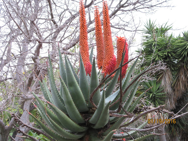 Aloe ferox