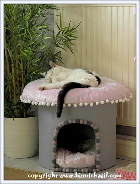 The BBHQ Midweek News Round-Up ©BionicBasil® Smooch's Snoozy Sunday