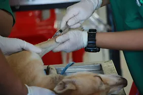 Dog Vaccination Schedule India With Price