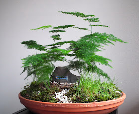 Saikei with Asparagus Ferns rearranged for Vancouver's Outdoor Adventure and Travel Show
