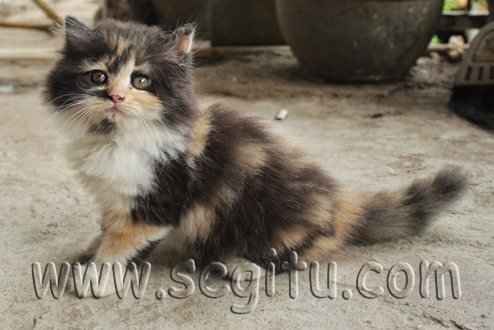 KUCING PERSIA ANGGORA JAKARTA ~ SEGITU PETSHOP