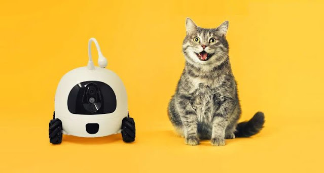 Can artificial intelligence help us communicate with animals?