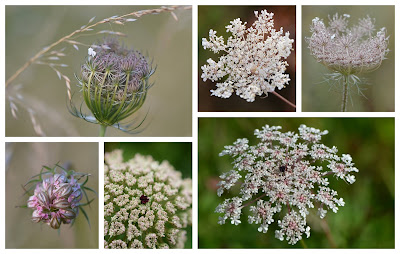 carottes sauvages © Edith Gayot Boudier