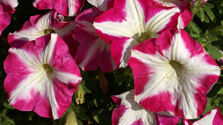 Petunia des jardins - Saint-Joseph