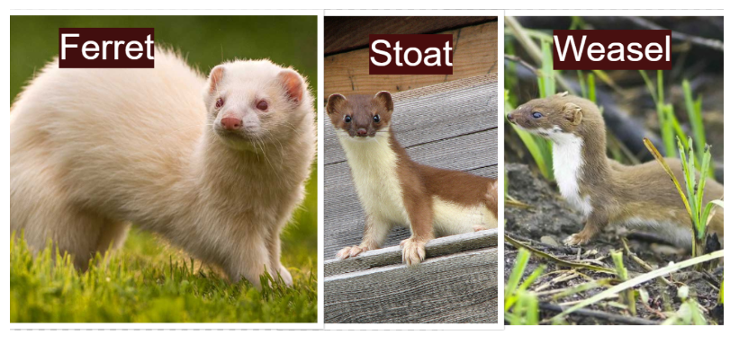 Ferret vs. Stoat vs. Weasel