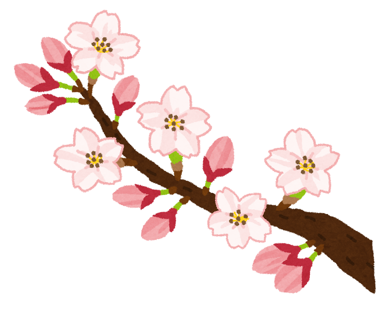 桜の開花のイラスト ソメイヨシノ かわいいフリー素材集 いらすとや