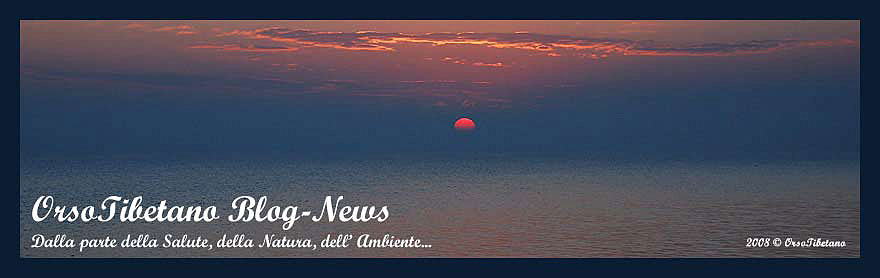 Orso Tibetano Blog-News