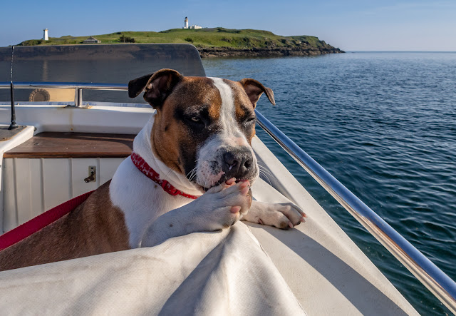 Photo of Ruby giving herself a manicure on the flybridge