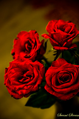 Rose Day 2013 cards|wallpapers|quotes|sms