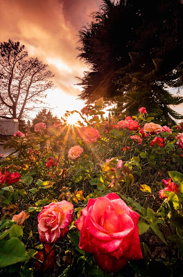 Sun shining down on a garden of pink roses