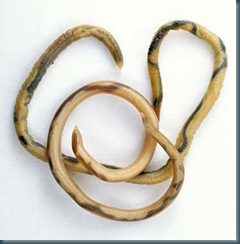 ascaride