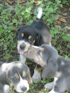 Cachorros Beagles tri-blue y tri-clasico