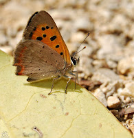 Mariposa manto bicolor (Lycaena phlaeas)