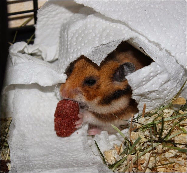Brownie 2