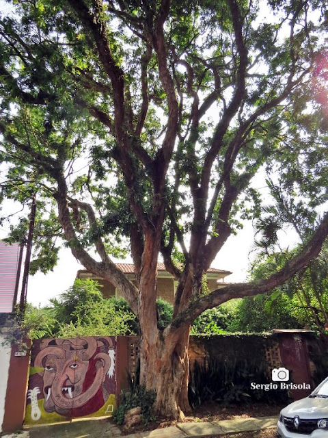 Foto ampla de árvore Pau-Brasil - Casa do Mundo da Lua - Pinheiros - São Paulo