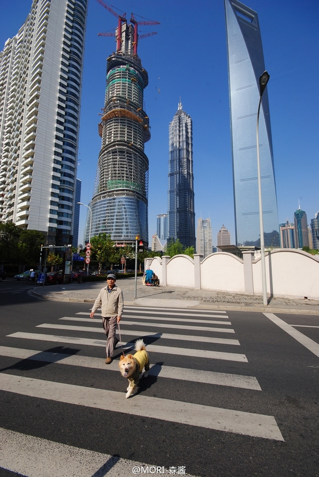 Photo of the Shanghai Tower rising among the other skyscrapers