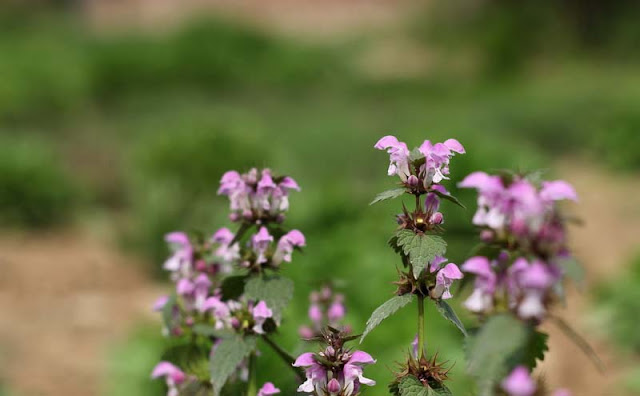 Lamium Maculatum Flowers Pictures