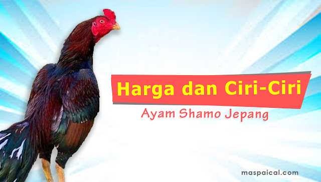 Daftar Harga dan Ciri Ciri Ayam Shamo - maspaical.com