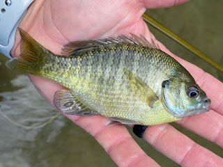 Bluegill, Bluegill Identification, Sunfish Identification, Bluegill in Texas, Texas Bluegill, Texas Sunfish, Fly Fishing for Bluegill, Bluegill on the Fly, Fly Fishing Texas, Texas Fly Fishing, Texas Freshwater Fly Fishing, Bluegill on the Fly, Bluegill ID, Sunfish ID