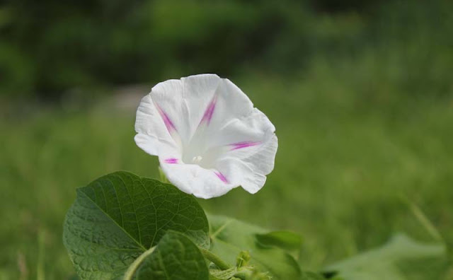 Morning Glory Flowers Pictures