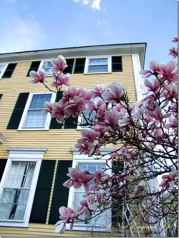 Magnolia house