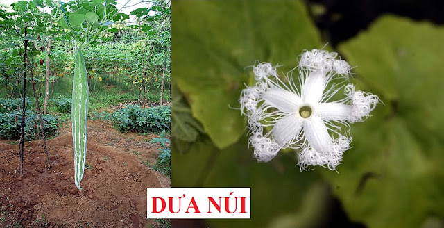 PHÒNG CHỮA BỆNH NHỜ RAU CỦ QUẢ QUANH TA - CÂY DƯA NÚI LÀM NHUẬN TRÀNG, HẠ SỐT