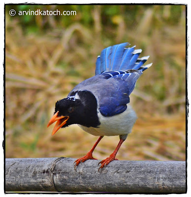 Red-billed magpie, Magpie, 