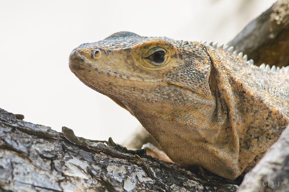 Must Iguaan, Ctenosaura similis, Black Spiny-tailed Iguana, sisalik