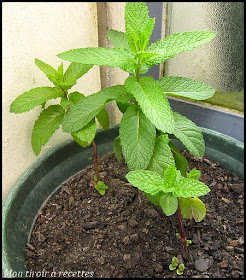 menthe