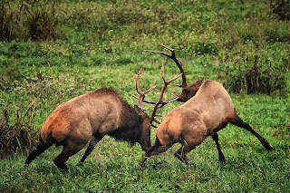 Bull Elk Fight