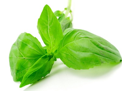 basil1